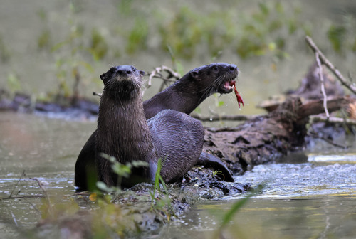 North American River Otter photographed in Louisiana