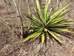 Furcraea guatemalensis