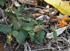 Pseudogynoxys haenkei