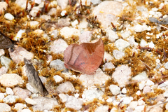 Fountainea tyrianthina