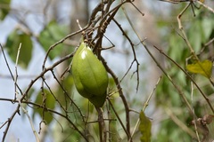 Anemopaegma puberulum