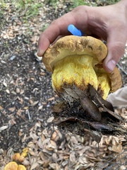 Butyriboletus