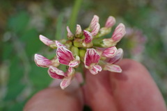 Hosackia crassifolia
