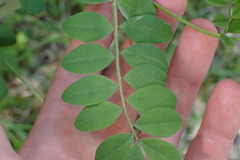 Hosackia crassifolia