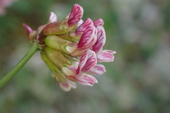 Hosackia crassifolia