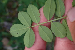 Hosackia crassifolia