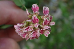 Hosackia crassifolia