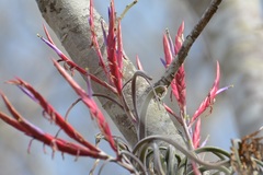 Tillandsia caput-medusae