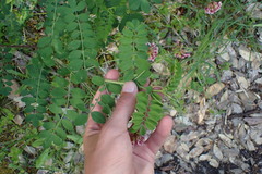 Hosackia crassifolia