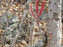 Tillandsia caput-medusae