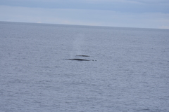 Balaenoptera physalus