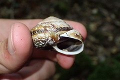 Monadenia infumata callidina