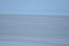 Mesoplodon grayi