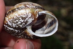 Monadenia infumata callidina