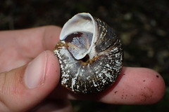 Monadenia infumata callidina