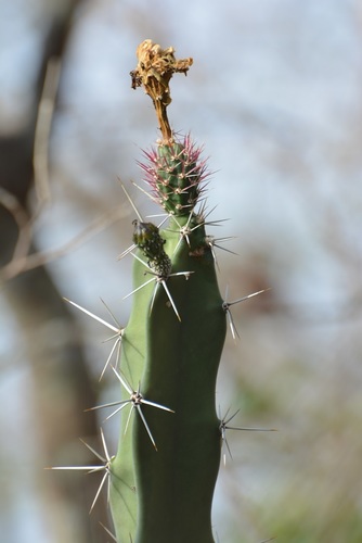 Acanthocereus chiapensis, photograph 6