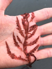 Cumathamnion decipiens