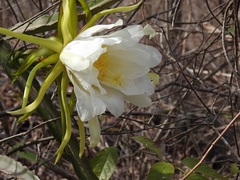 Selenicereus ocamponis