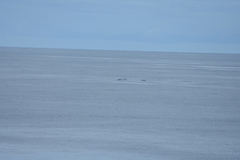 Mesoplodon grayi