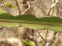 Selenicereus ocamponis