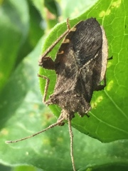 Acanthocoris sordidus