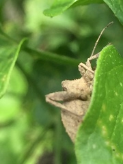 Acanthocoris sordidus
