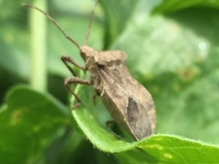 Acanthocoris sordidus