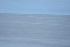 Mesoplodon grayi