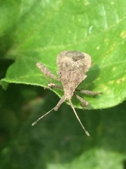 Acanthocoris sordidus