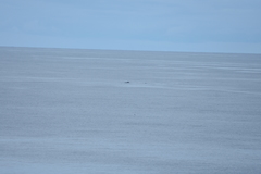 Mesoplodon grayi