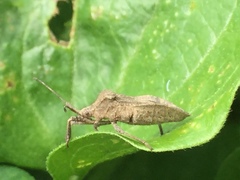 Acanthocoris sordidus