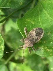 Acanthocoris sordidus