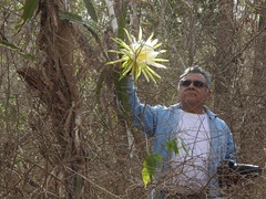 Selenicereus ocamponis