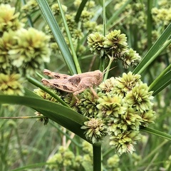 Melanoplus ponderosus