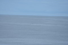 Mesoplodon grayi