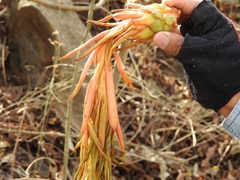 Selenicereus ocamponis