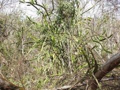 Selenicereus ocamponis