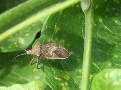 Acanthocoris sordidus