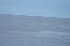 Mesoplodon grayi