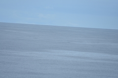 Mesoplodon grayi