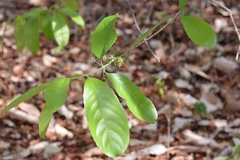 Semialarium mexicanum