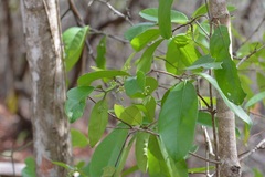 Semialarium mexicanum