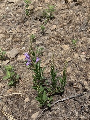 Penstemon platyphyllus