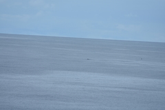 Mesoplodon grayi