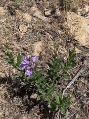 Penstemon platyphyllus