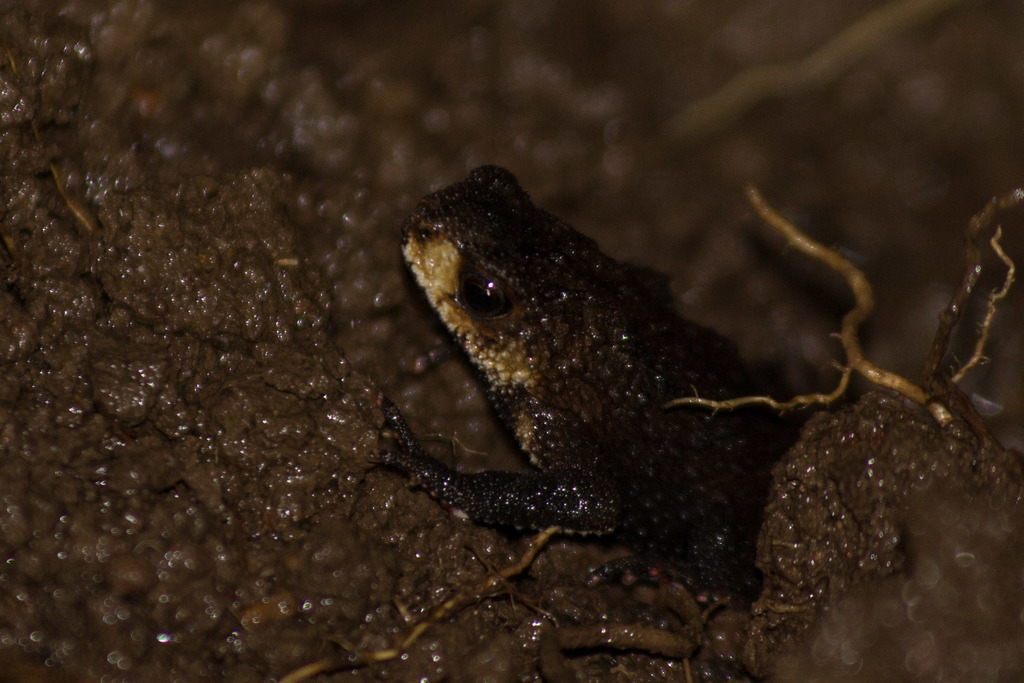 Swelling Redbelly Toad