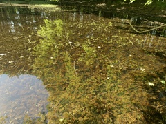 Elodea canadensis