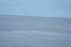 Mesoplodon grayi