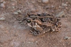 Rhinella henseli