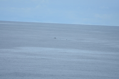 Mesoplodon grayi
